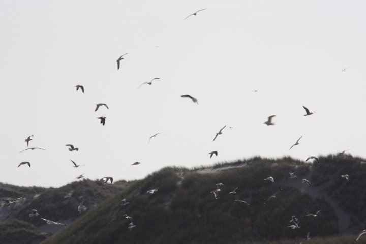 26222_100902296614736_100000848991972_22152_452457_n